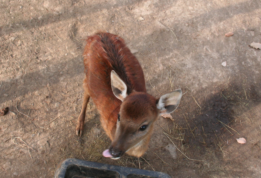 동물가족빌리지