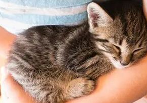 아기 고양이를 보호했을 때 주는 '우유'