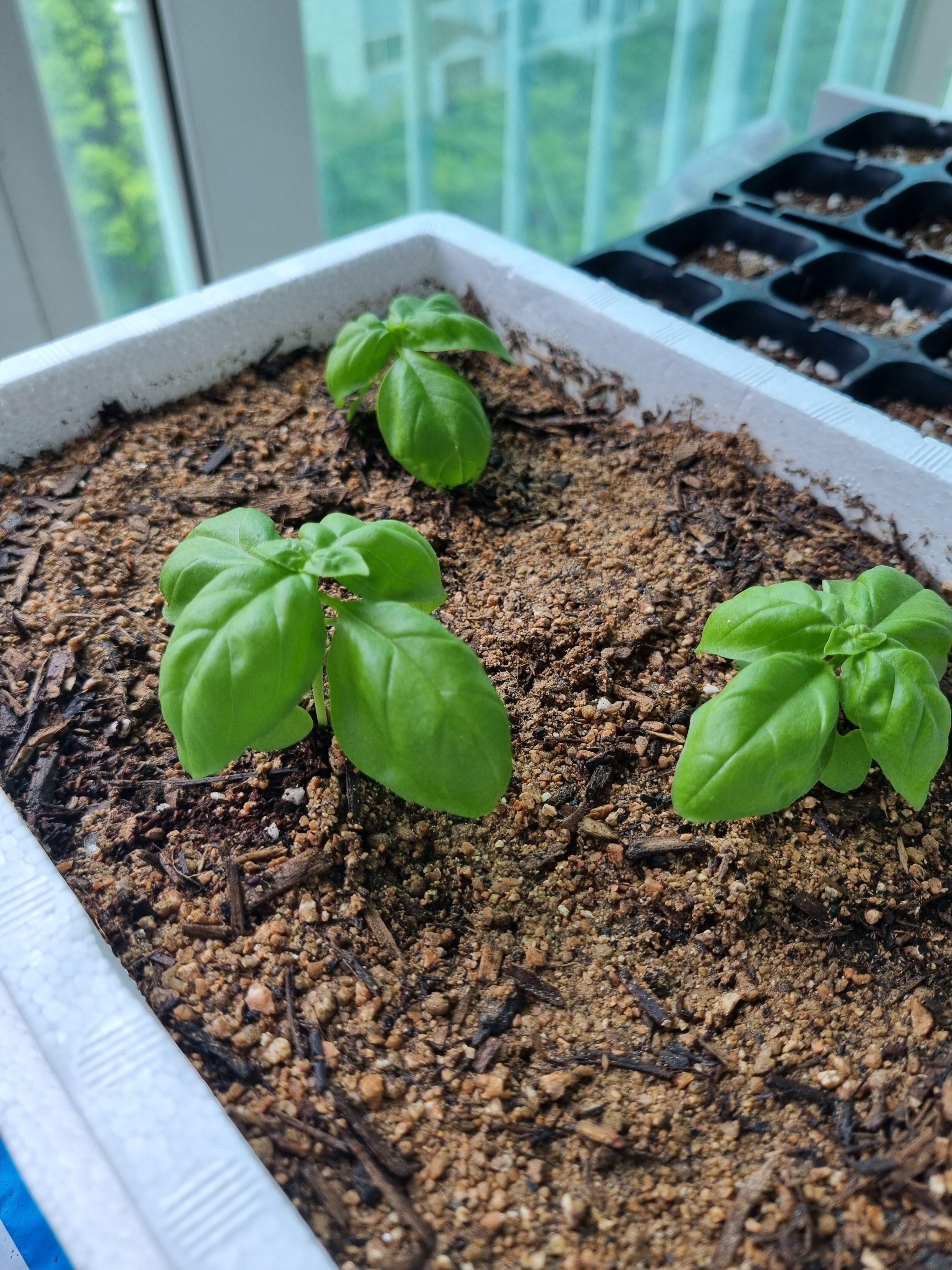 바질 베란다 텃밭