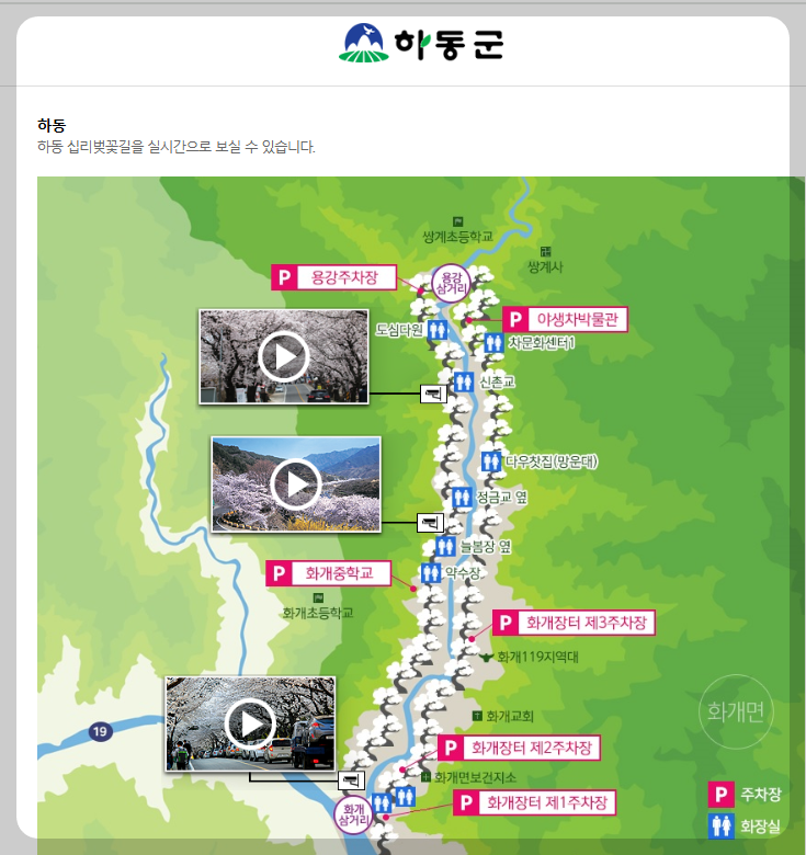 하동 벚꽃 개화상황