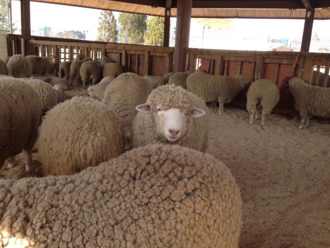 안성 팜랜드 동물원 이미지