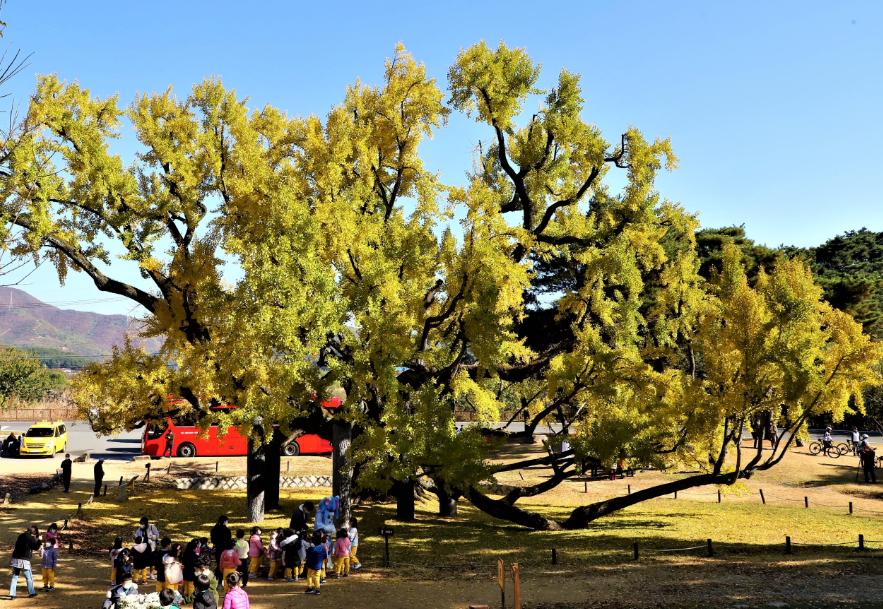 대구 단풍놀이 추천 세 번째: 도동서원(달성군 구지면)2