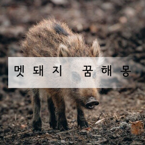 멧돼지 꿈해몽