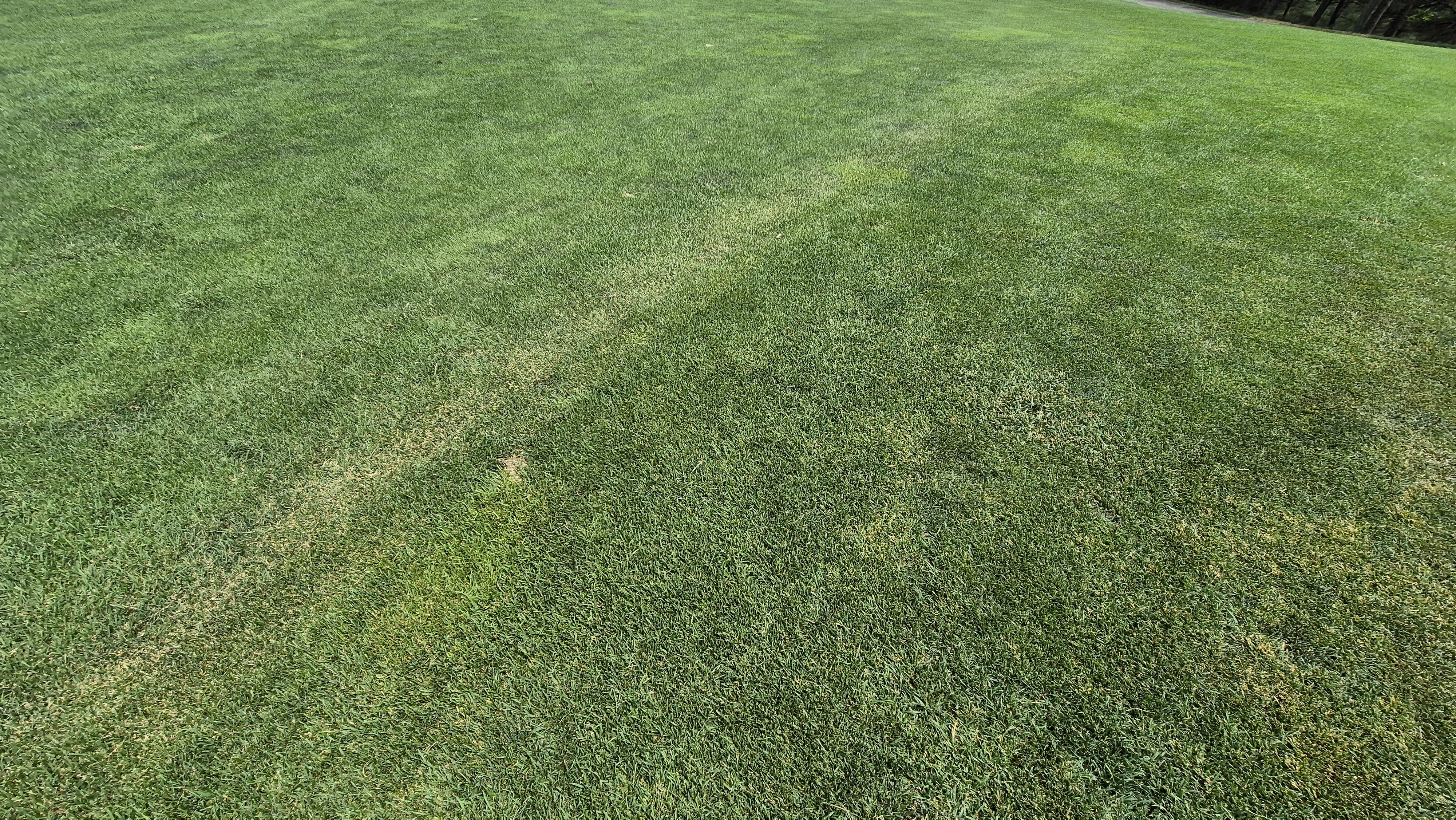 파인리즈cc 라운드 후기