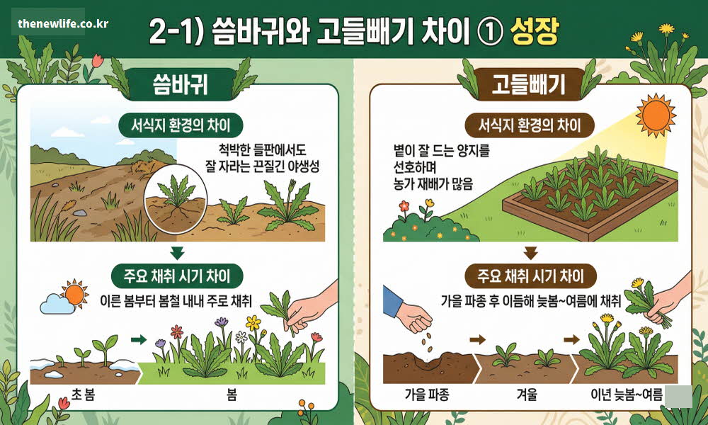 씀바귀와 고들빼기 차이점 성장