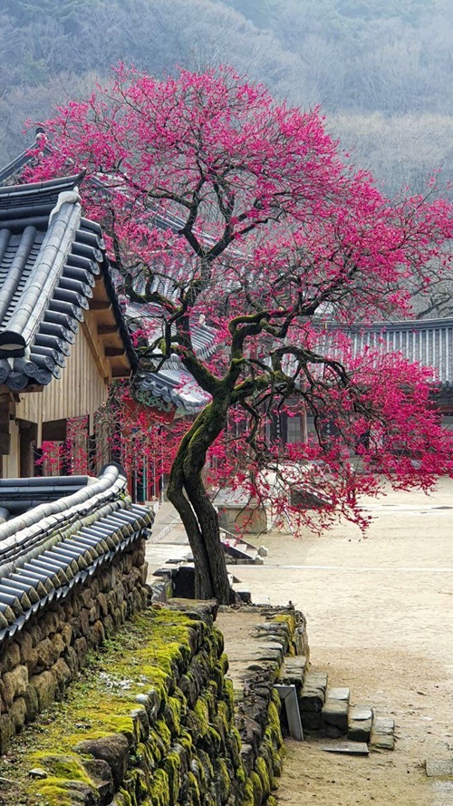 구례 화엄사의 홍매화
