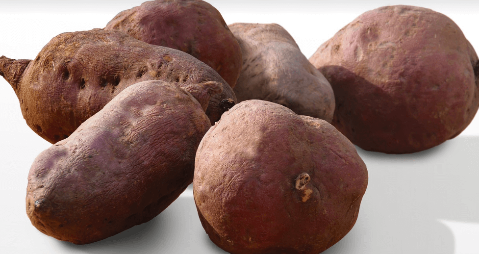 고구마 사진 - 51