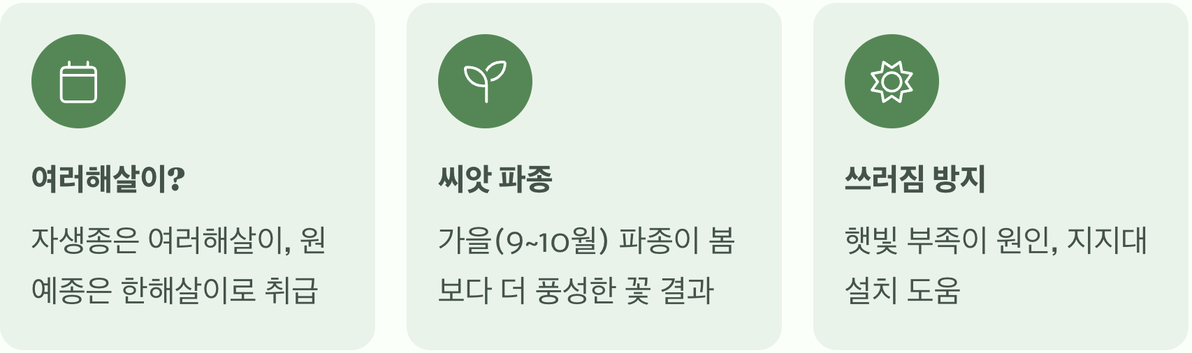 하늘하늘 야생화의 매력, 솔체꽃(스카비오사) 키우기 A to Z