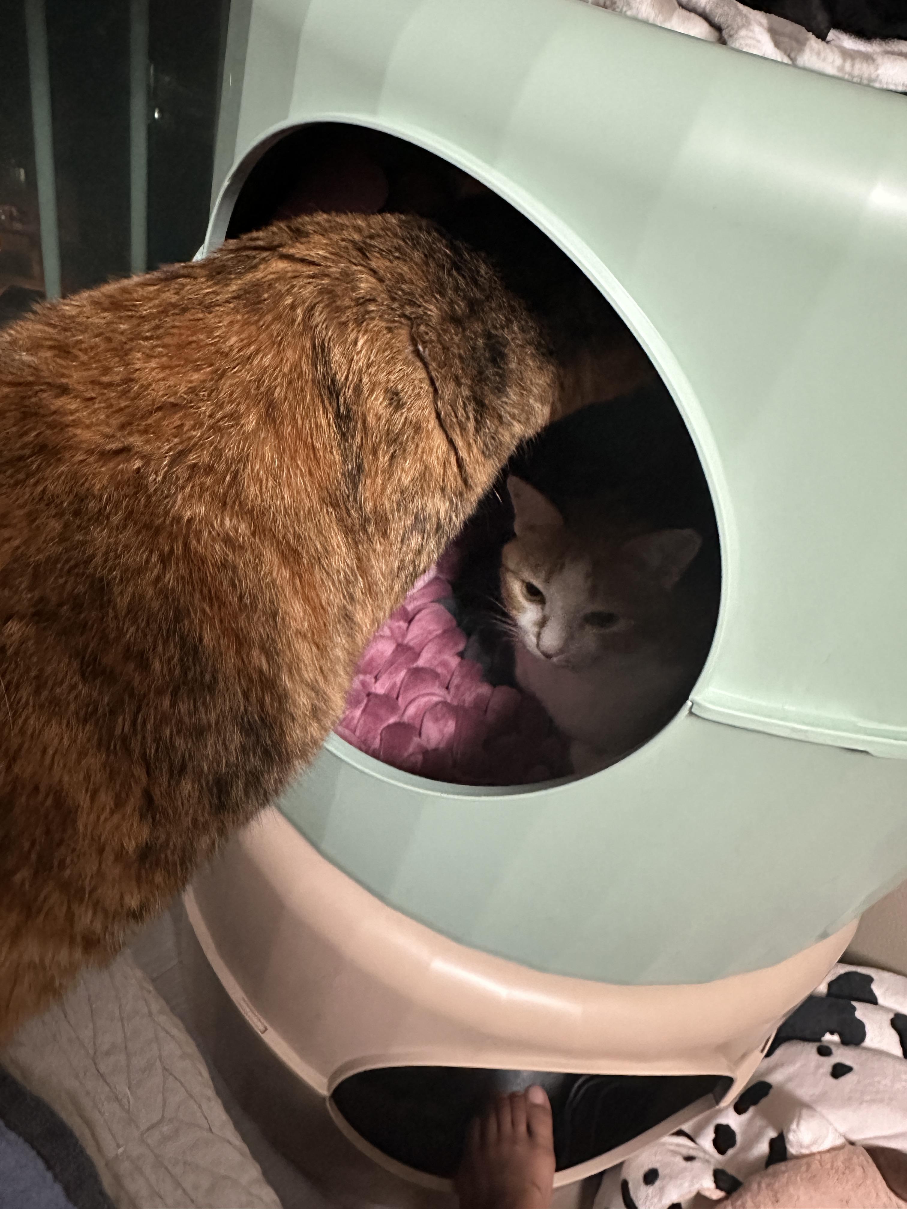 첫번쨰_원형방석에_제일_먼저_들어가보는_치즈냥이_호야랑_궁금한_카오스냥이_사랑이