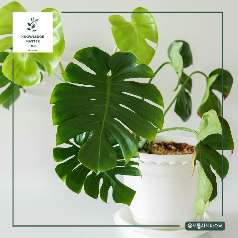 초미세먼지 잡는 실내 식물 - 몬스테라 델리시오사