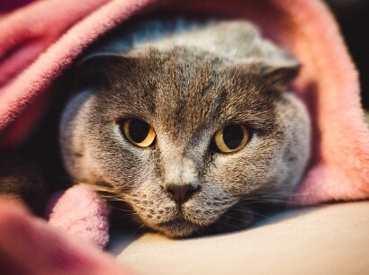 스코티시폴드 고양이, 매력 넘치는 품종의 모든 것