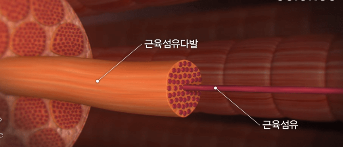 근감소증-원인