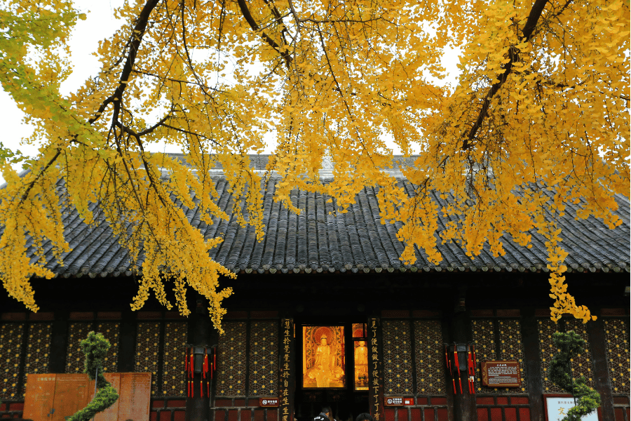 지금 꼭 가봐야 할 은행나무 명소