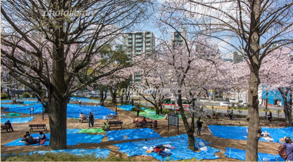 벚나무아래 바쇼토리(자리차지)