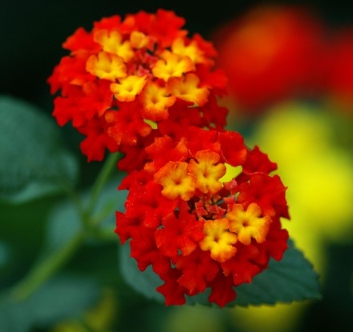 가을에 피는 꽃 란타나