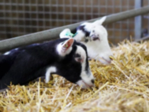 락토페린 효능 부작용