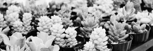 다육이 키우기, 다육이 키우는 법