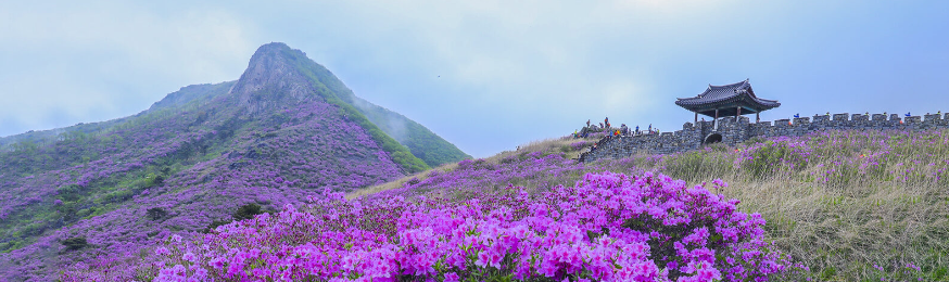 산청황매산철쭉제