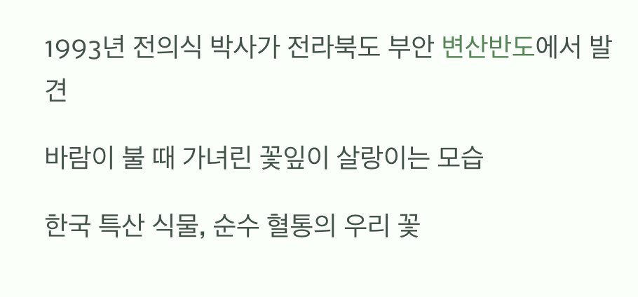 '변산'에서 처음 발견된 '바람꽃'