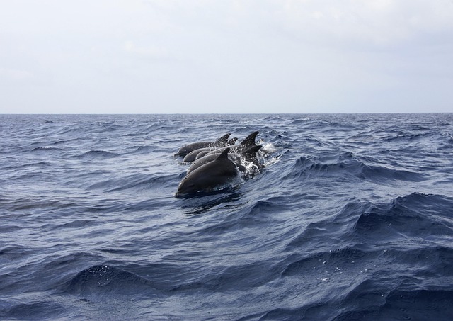 Dolphin