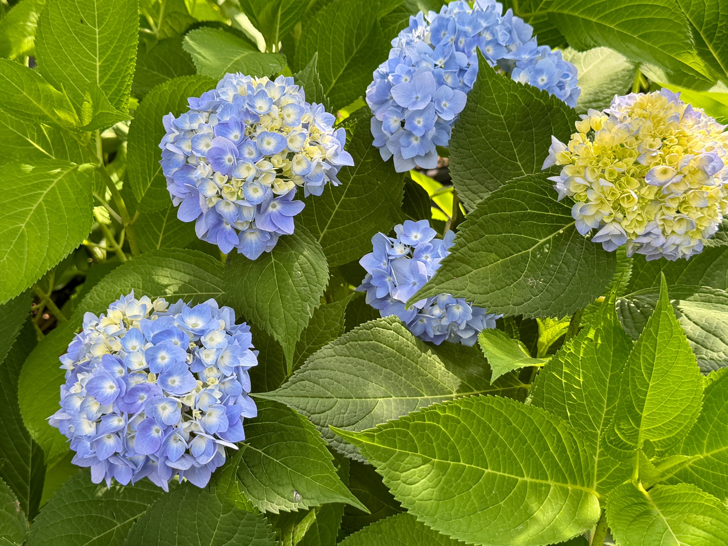 수국정원