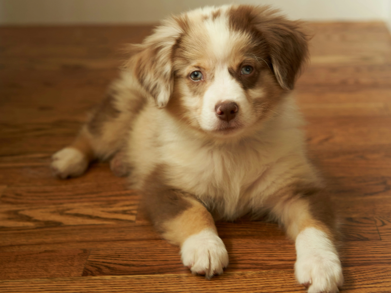 마루에 엎드려있는 강아지