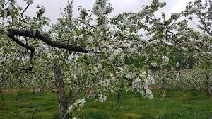 제 3회 문경 사과 꽃 축제 기본일정과 특징 소개