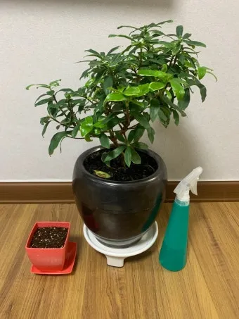 천리향 키우기와 향을 오래 유지하는 방법_14