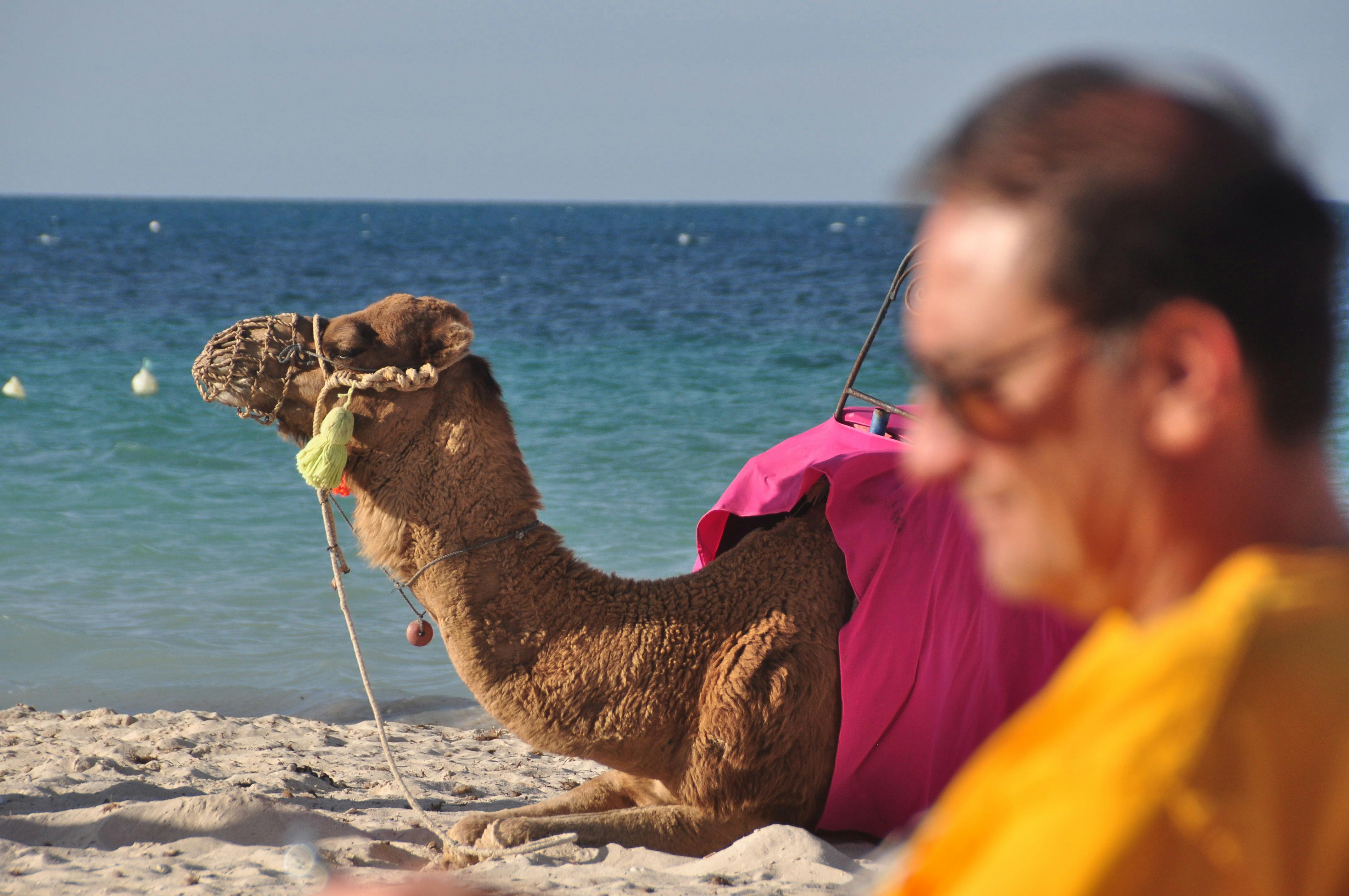 튀니지 해변에서 핑크색 천을 두른 낙타가 바다를 배경으로 앉아 있는 모습, 이국적인 풍경과 현지 문화 체험을 느낄 수 있는 순간