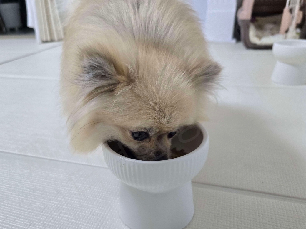 화식을 먹는 강아지