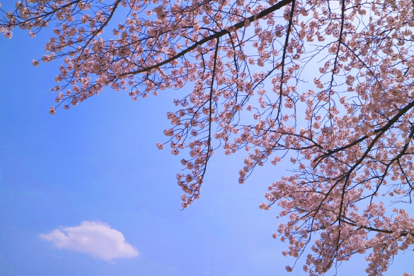 2025년 서울 벚꽃 명소 추천 (여의도 제외) 