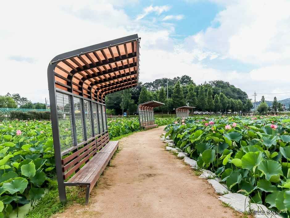 연꽃테마파크