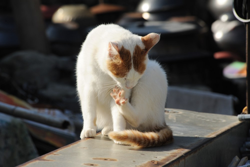 시골집 고양이 흰디
