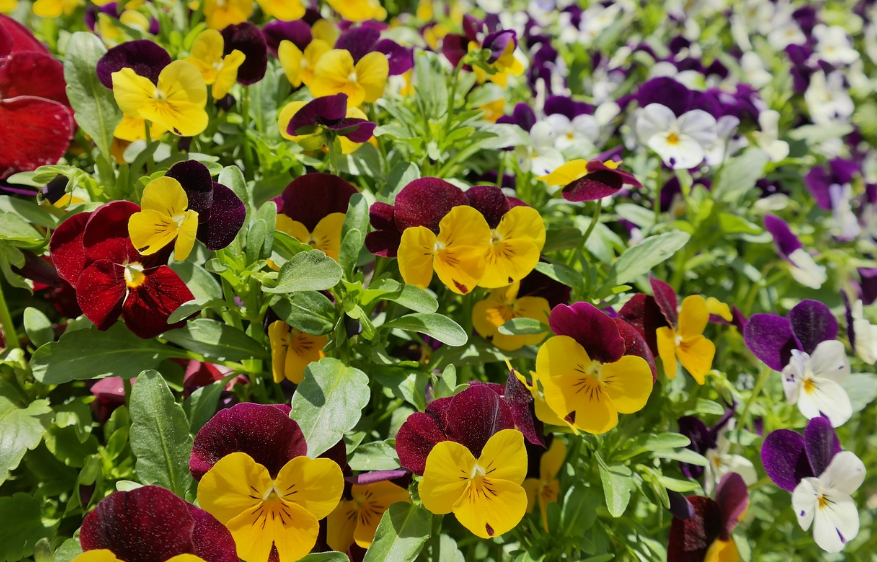 대구 네이처파크 플라워페스티벌