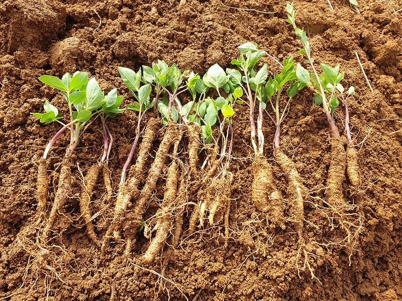 더덕 재배 방법과 효능 알아보기! 초보자도 쉽게 키우는 방법