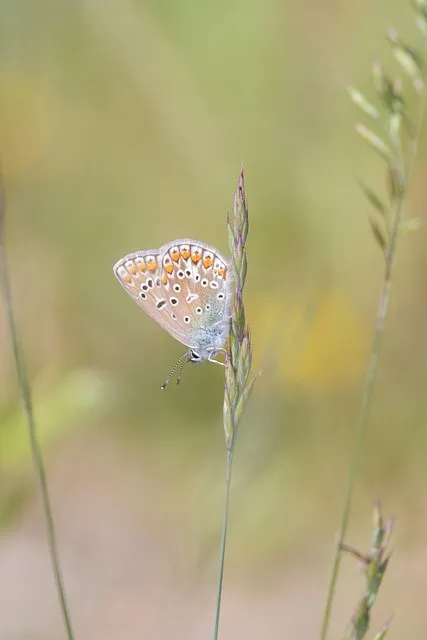 조선 9대왕 성종 가계도 왕실 연표_2