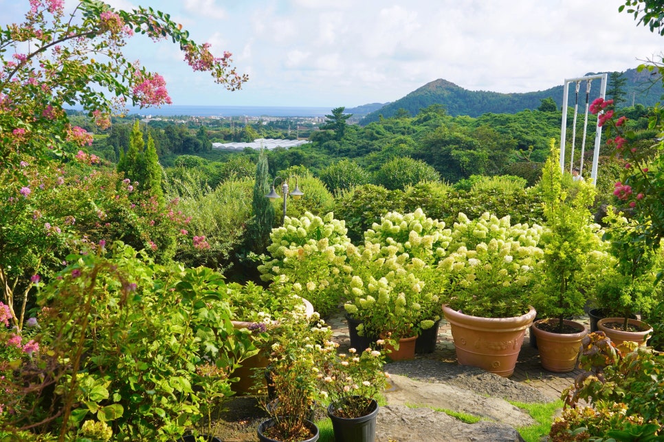 제주 핑크뮬리 명소 마노르블랑
