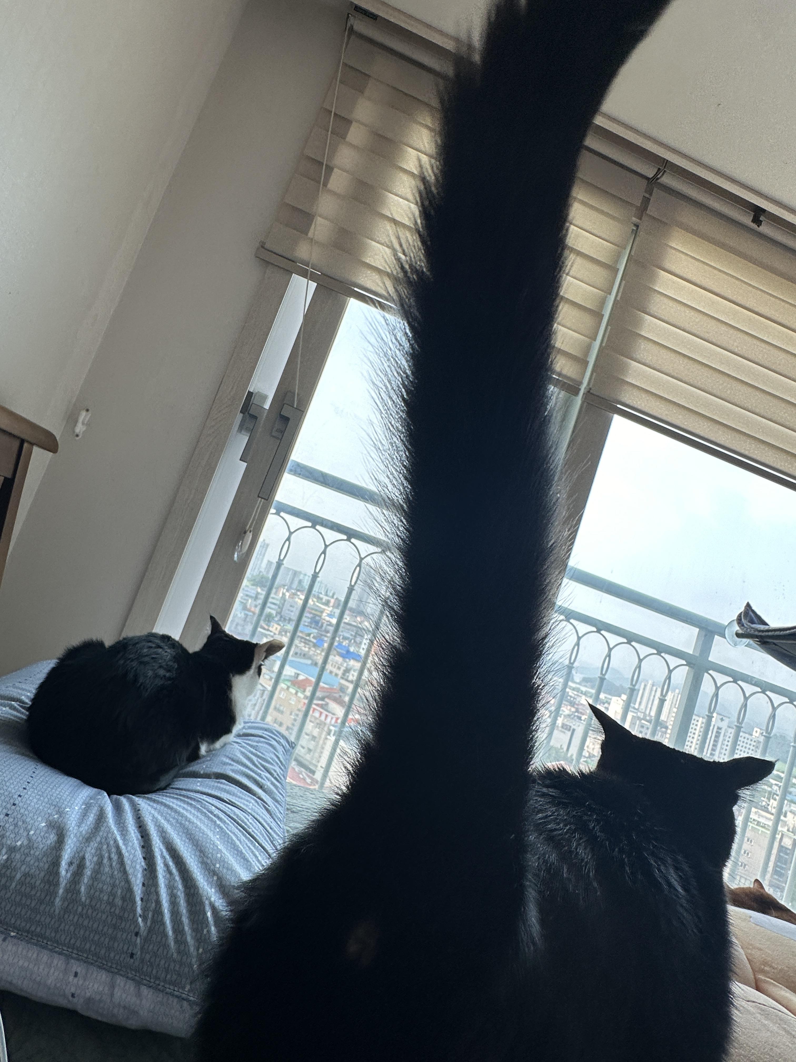 기분_좋은_건이의_쭉_뻗은_꼬리