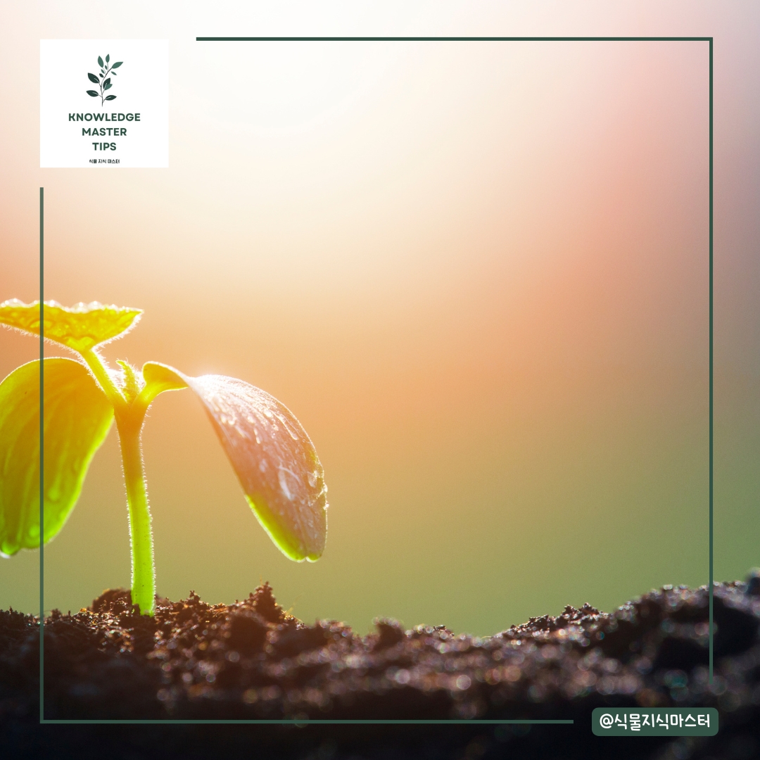 분갈이 실수 - 분갈이 시기 잘못 선택하기