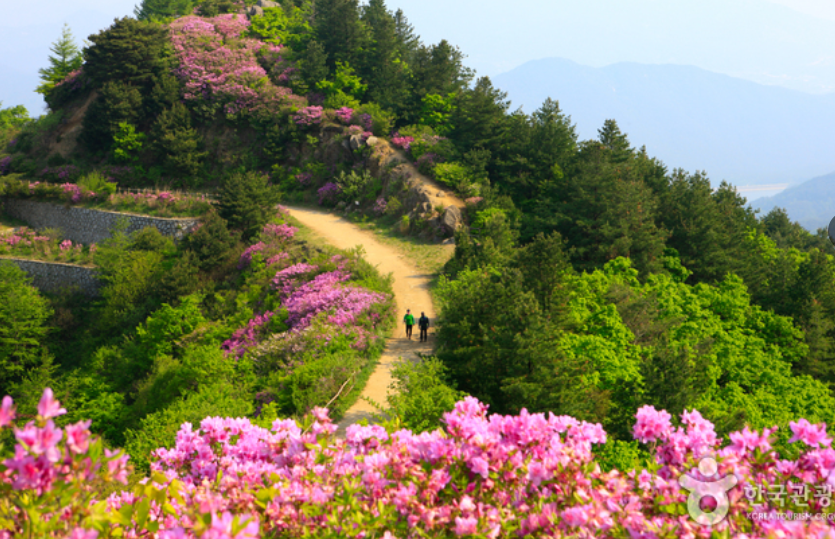 지리산 바래봉 철쭉제