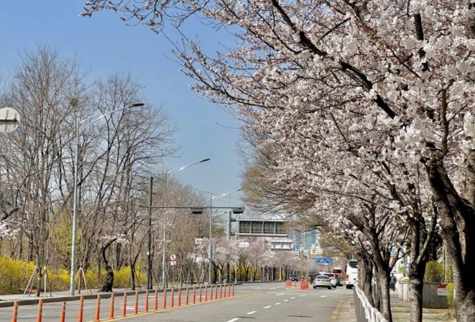 봄, 연인과 함께 떠나는 로맨틱 국내 여행지 추천 윤중로
