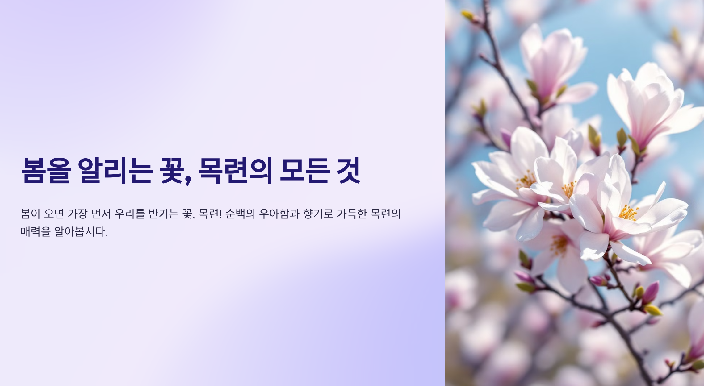 목련 사진