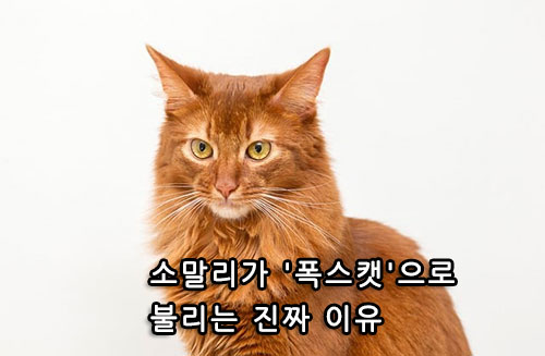 소말리가 '폭스캣'으로 불리는 진짜 이유