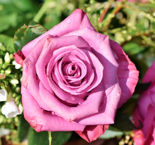 2025 부천 백만송이 장미축제