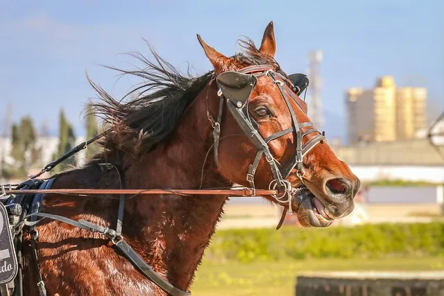 트로트 최신 인기곡 TOP100 무료듣기 매일 업데이트 모음집_4