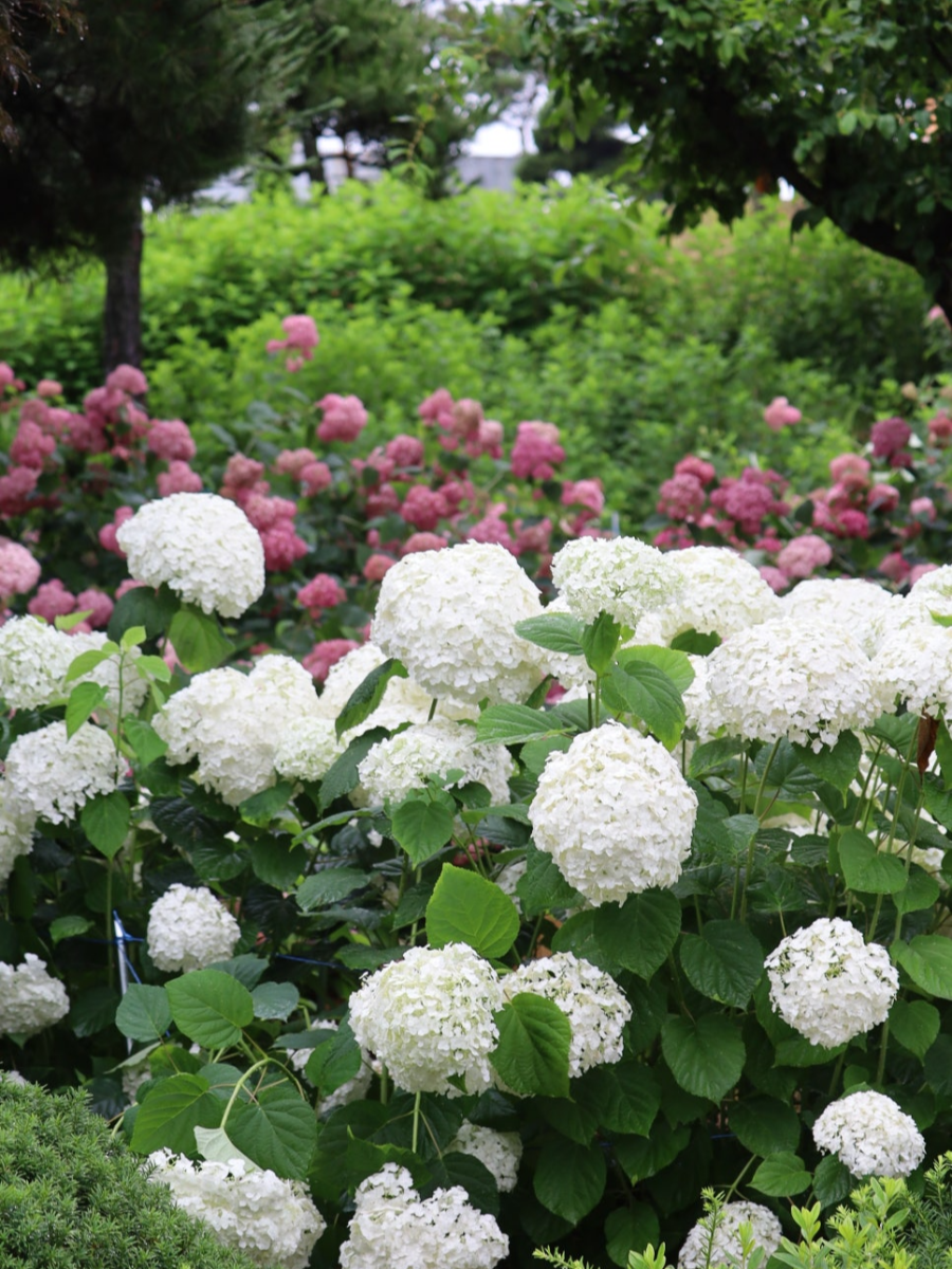 특색있고 아름다운 민간 정원 30선 추천 여행 - 07. 청주 공간정원