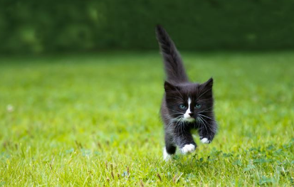 바라보는 고양이.