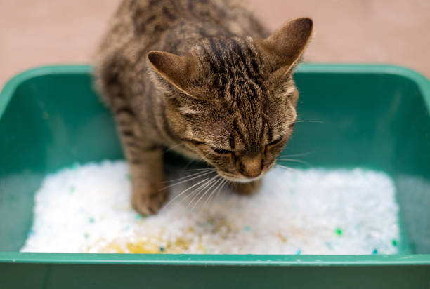 고양이 습식 사료 vs. 건식 사료 비교