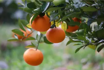 귤 가격 및 효능, 영양성분과 주의점