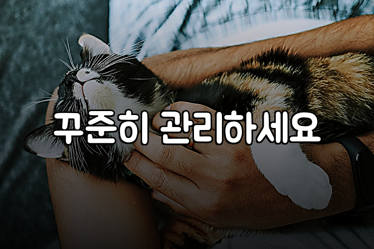 꾸준히 관리하세요